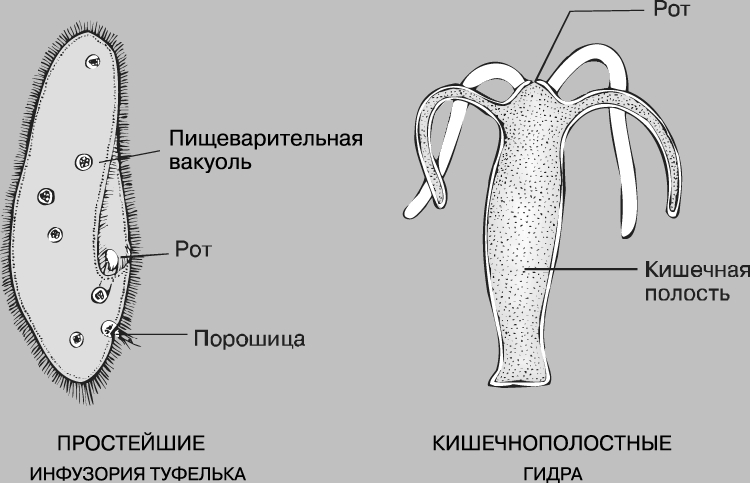 Как найти официальный сайт кракен
